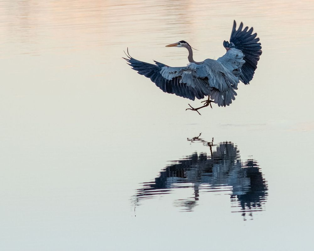 Great Blue Heron in Flight Wildlife Fine Art, Wall Art