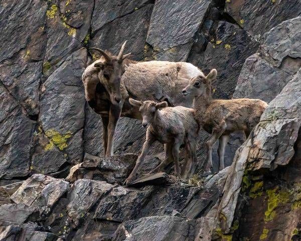 Wildlife