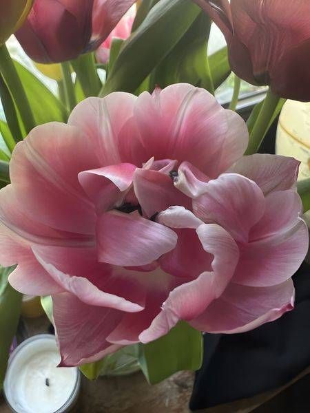 Peony 2 Art | Jo Conti