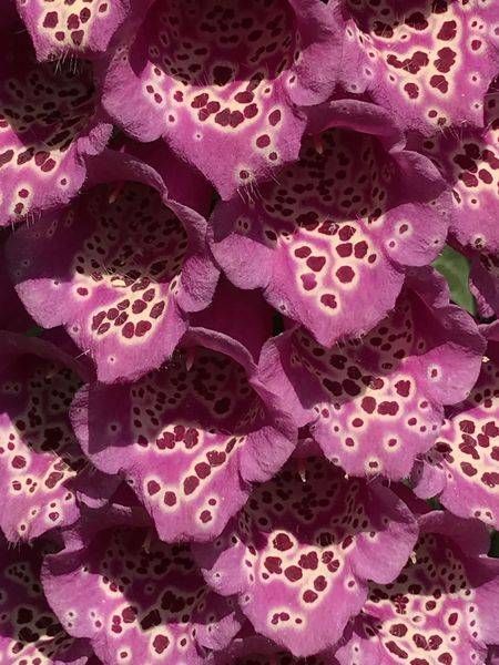 Foxgloves Art | Jo Conti