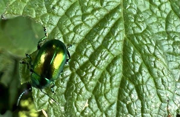 Green Beetle Art | Jo Conti