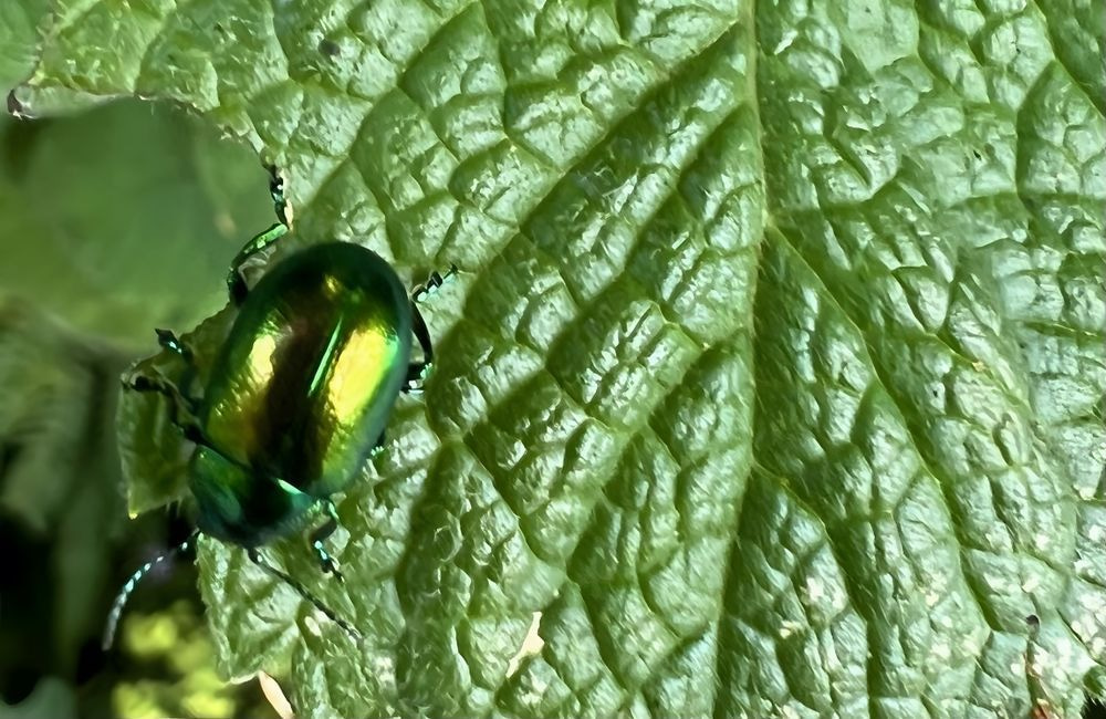 Green Beetle Art | Jo Conti