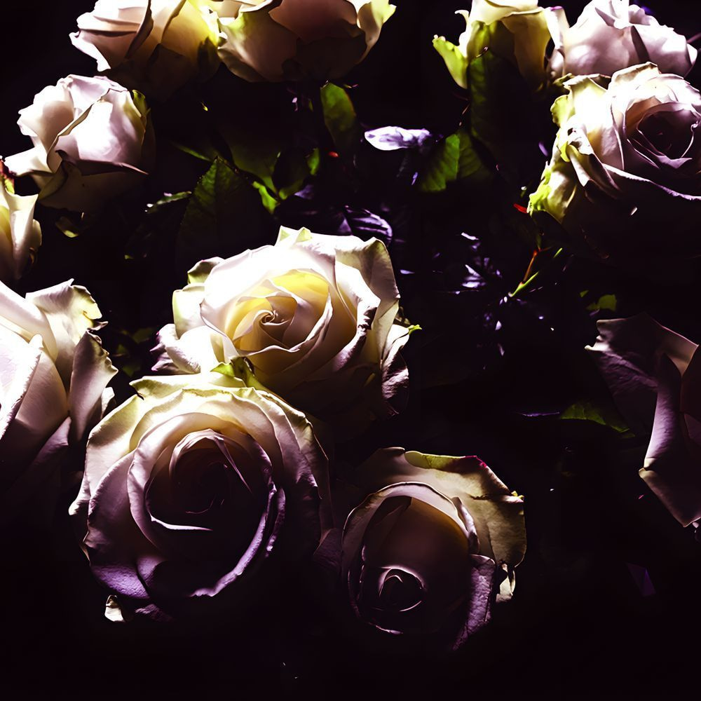 Dramatic Roses Jpg Art | Jo Conti