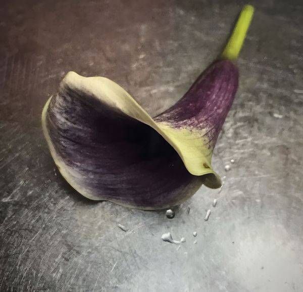 Calla Art | Jo Conti