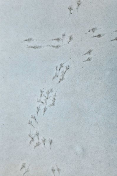Snowtracks