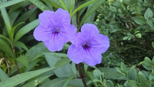 Mexican Petunias