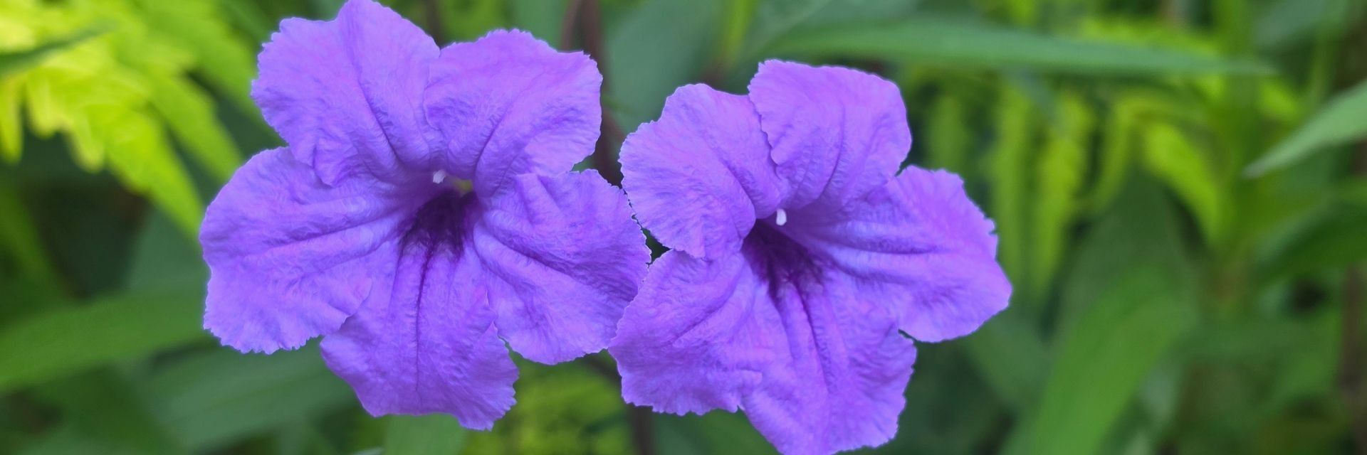 
        <div class='title'>
          Mexican Petunias  2
        </div>
       