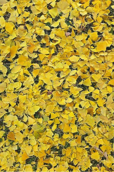 Leaves