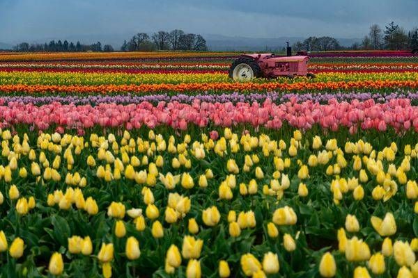 Tulip Colors Photography Art | Brandon Bishop Photography