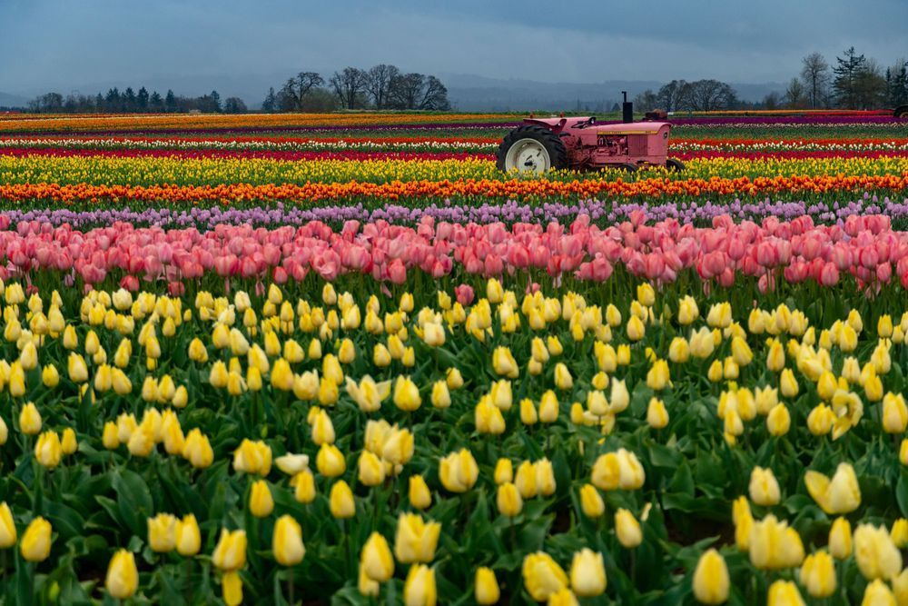 Tulip Colors Photography Art | Brandon Bishop Photography