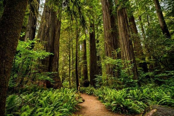 Redwood Path Photography Art | Brandon Bishop Photography