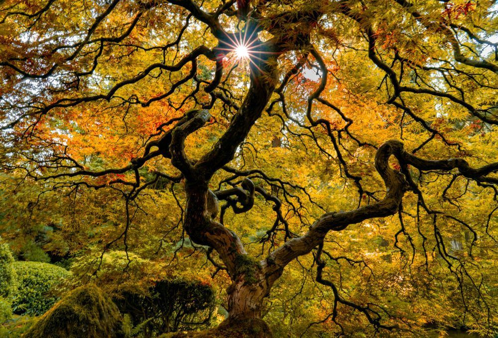 Maple In Orange Photography Art | Brandon Bishop Photography