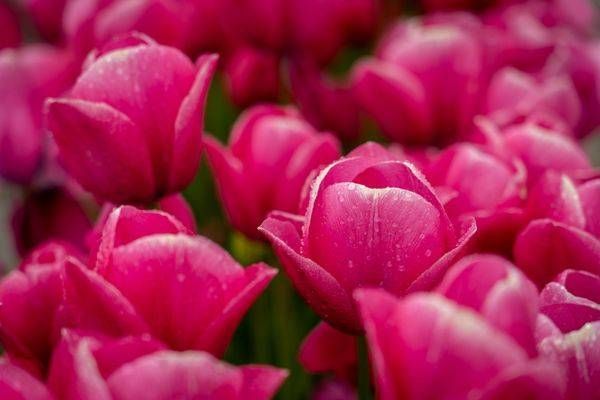 Pretty In Pink Photography Art | Brandon Bishop Photography