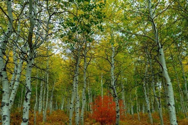 Alpine Loop Aspens Photography Art | Brandon Bishop Photography