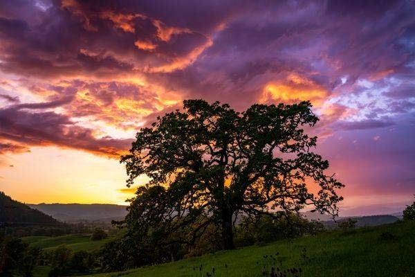 Roseburg Oak Sunset Photography Art | Brandon Bishop Photography