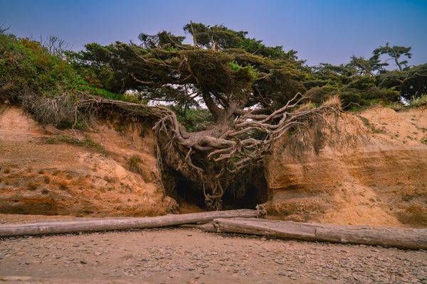 Kalaloch Photography Art | Brandon Bishop Photography