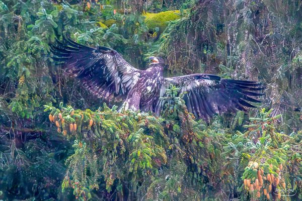 Wildlife