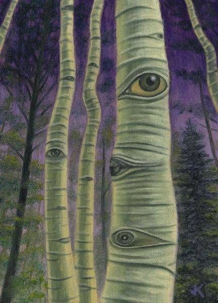 aspen tree with eyes