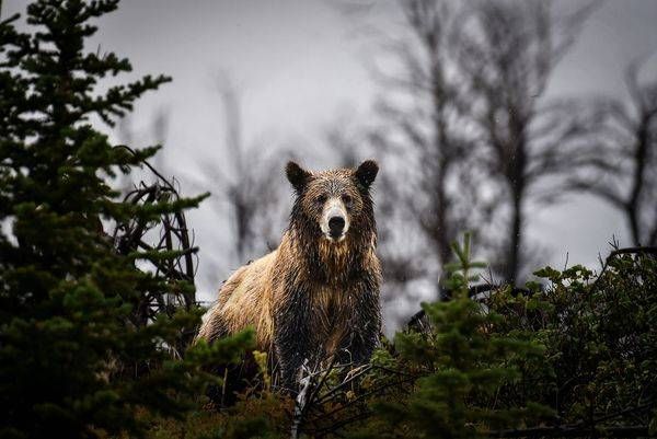 Yellowstone 