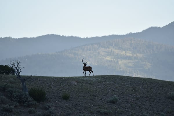 Yellowstone 