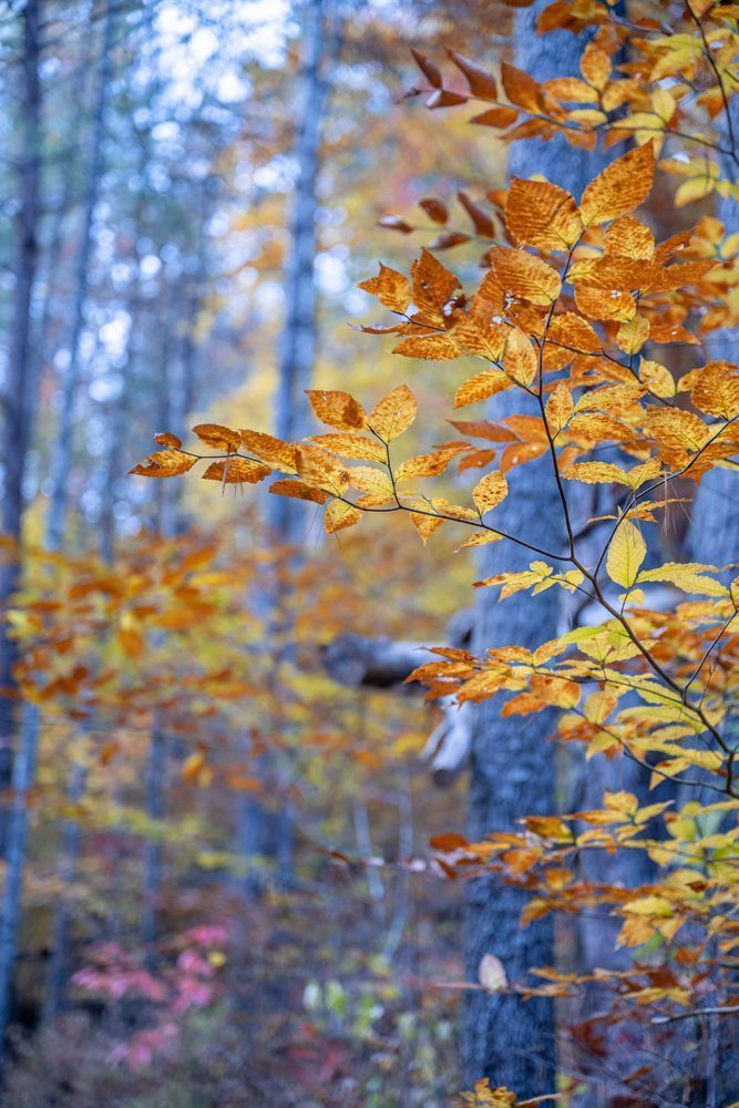 Fall Color Photography Art | kramkranphoto