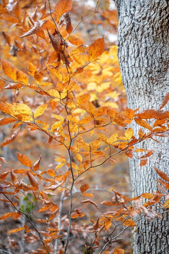 Golden Canopy Photography Art | kramkranphoto