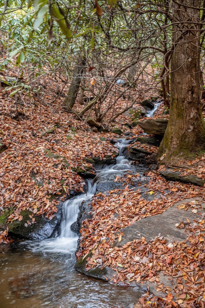 Bartram Trail Wallace Branch Fall Franklin 10 28 22 0689 Photography Art | kramkranphoto