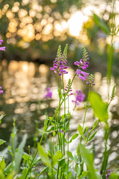 Crystal River Main Street 4 24 2024 5747 Photography Art | kramkranphoto