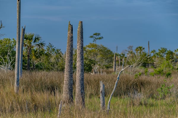 Castaway Island Preserve Natural Florida Photography Art | kramkranphoto