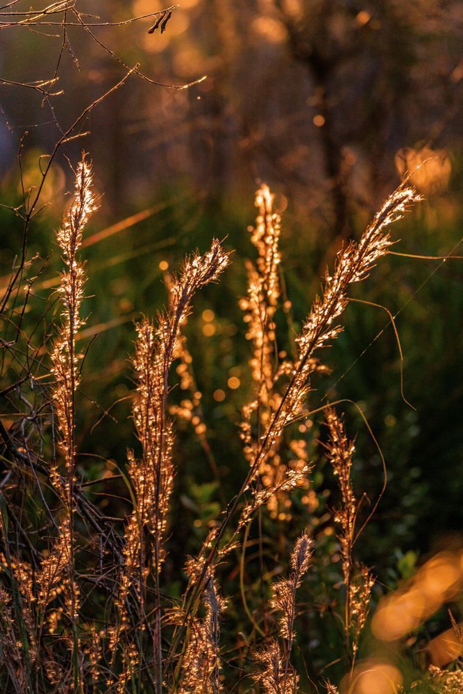 Lake Kissimmee Highlights Photography Art | kramkranphoto