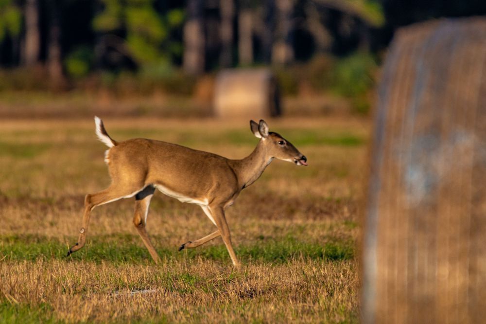 Running Through The Field Photography Art | kramkranphoto