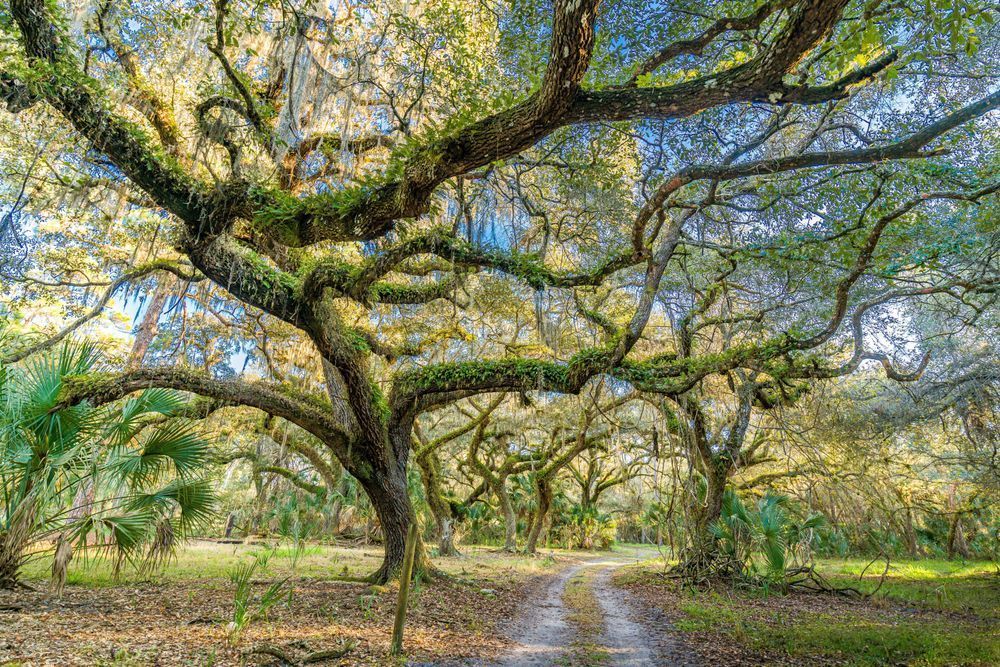 Tall Tall Trees Photography Art | kramkranphoto