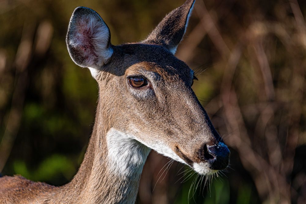 Deer Profile Photography Art | kramkranphoto