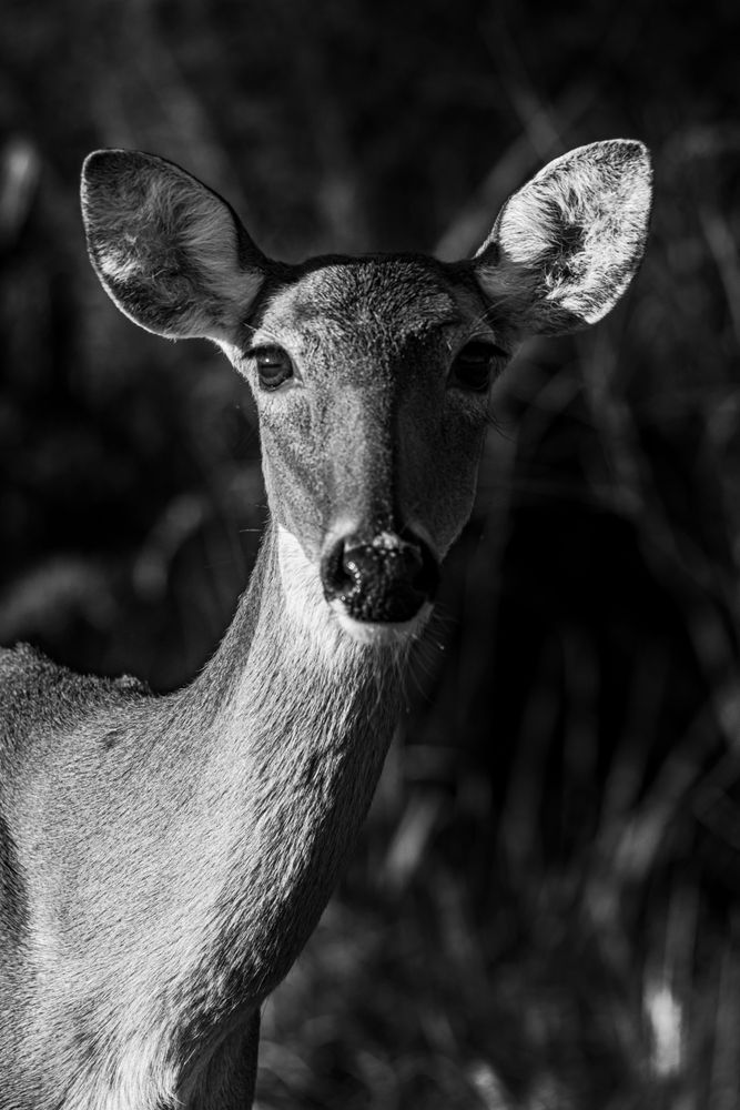 Deershot Photography Art | kramkranphoto