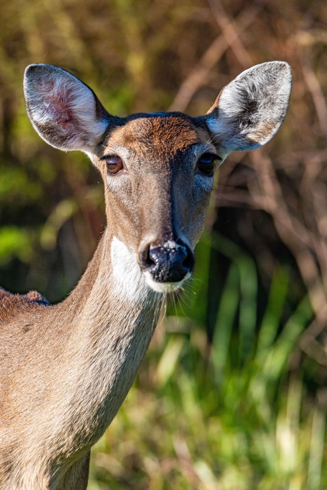 Deer In The Sunlight Photography Art | kramkranphoto