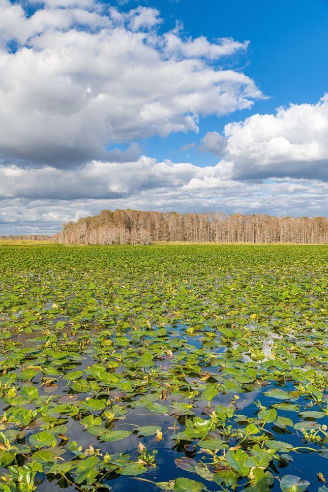 Old Florida Lake Hatchineha Photography Art | kramkranphoto
