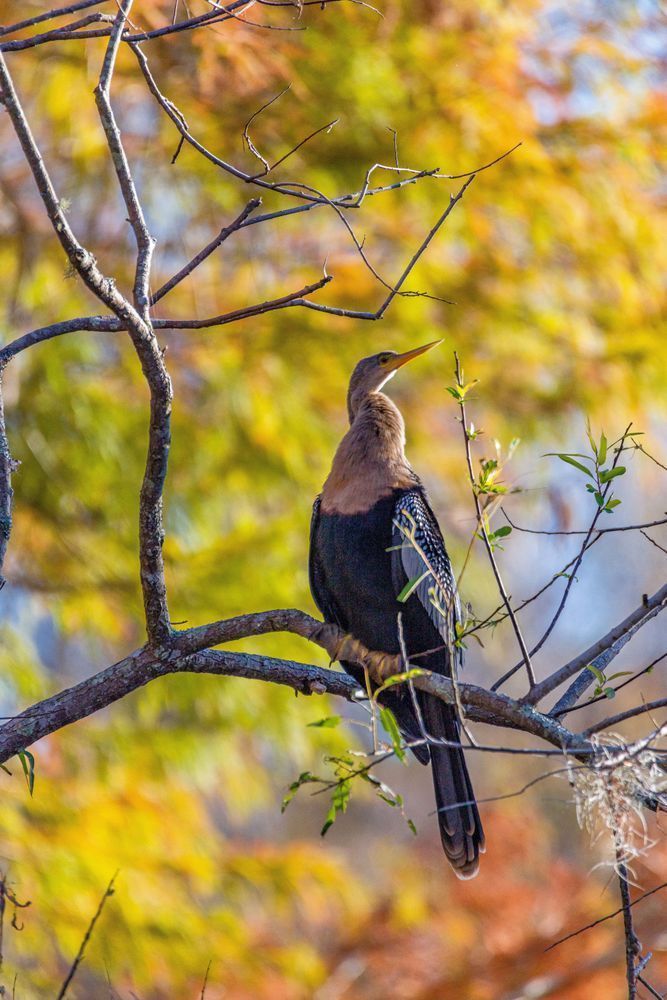 Natural Florida Photography Art | kramkranphoto