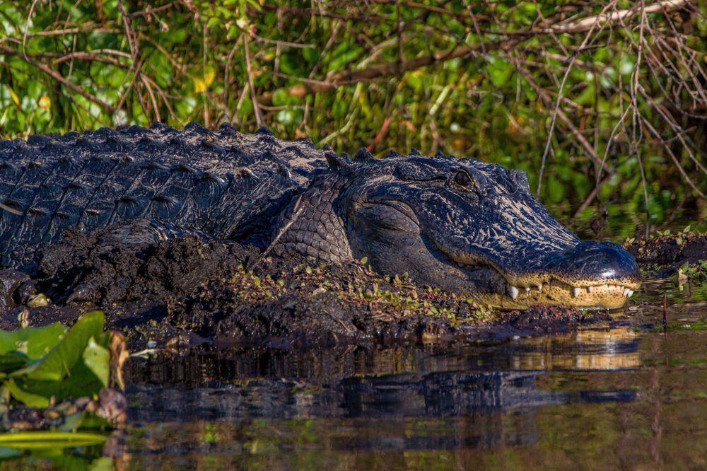 Sunning Gator Photography Art | kramkranphoto