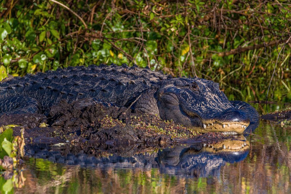 Gator Gaze Photography Art | kramkranphoto