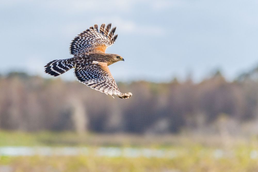 Hawk Flying By Photography Art | kramkranphoto