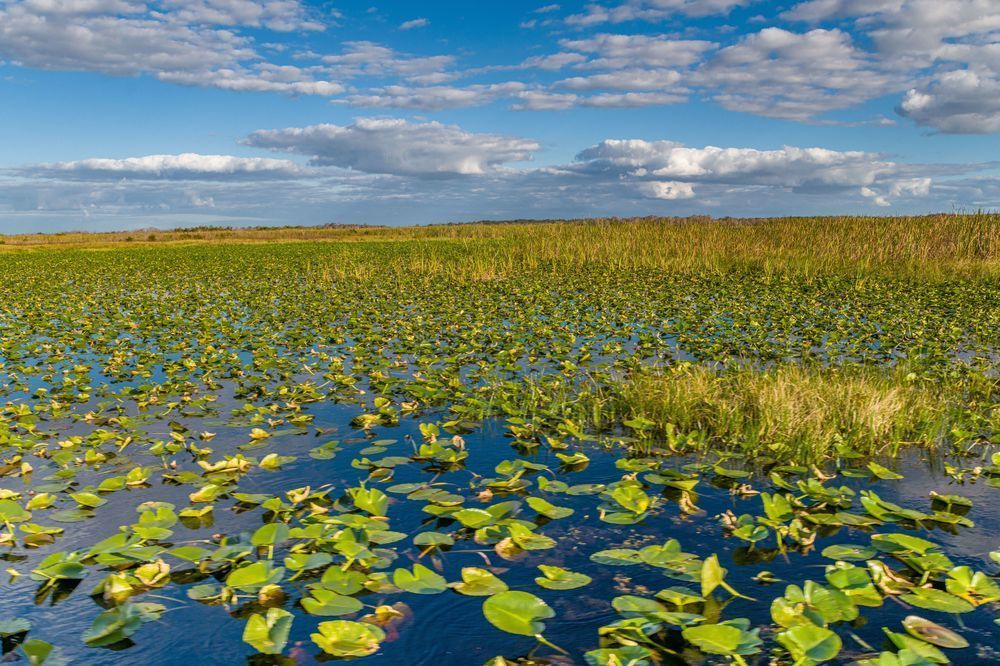 Airboat Access Granted Photography Art | kramkranphoto
