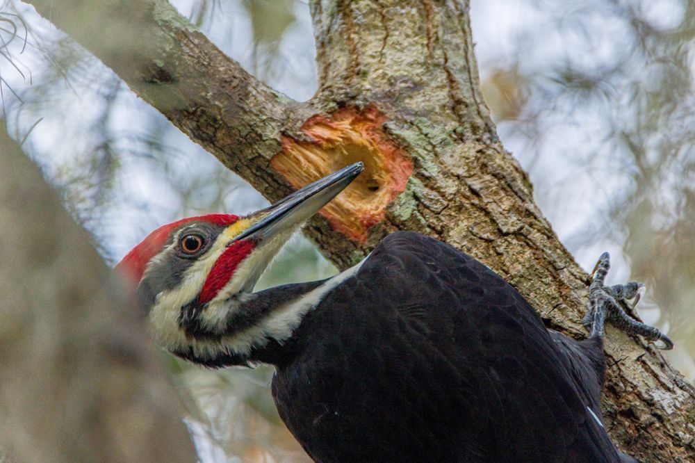Pileated Woodpecker Photography Art | kramkranphoto