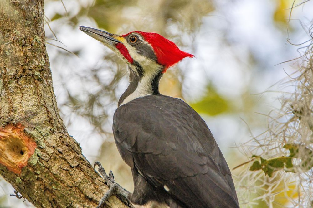 Woodpecker Peck Photography Art | kramkranphoto
