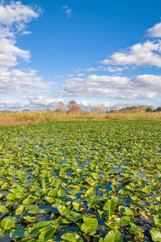 Swamp Thang Photography Art | kramkranphoto