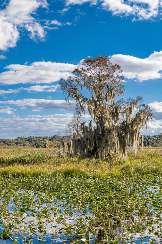 Hatchineha Harmony Photography Art | kramkranphoto