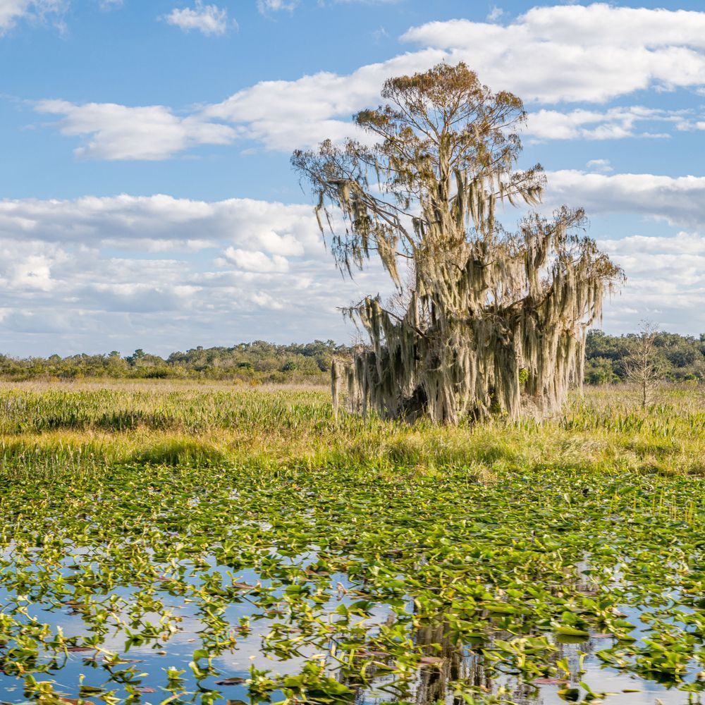 Seminole Wind Photography Art | kramkranphoto