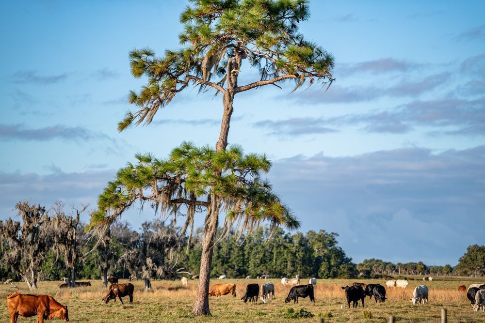 Old Florida Cattle Photography Art | kramkranphoto