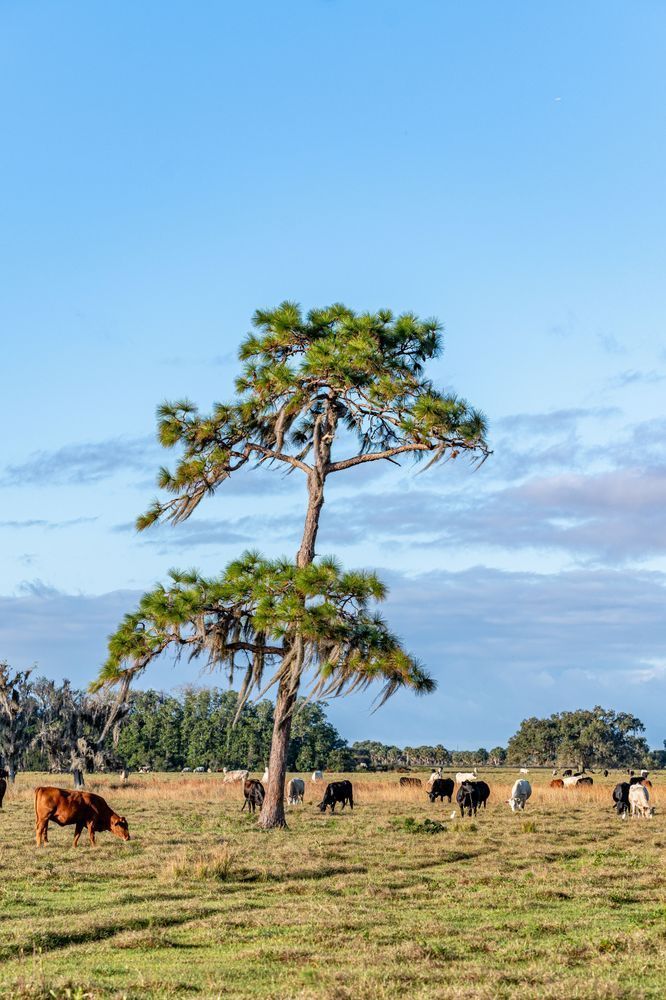 Old Cattle Land Photography Art | kramkranphoto