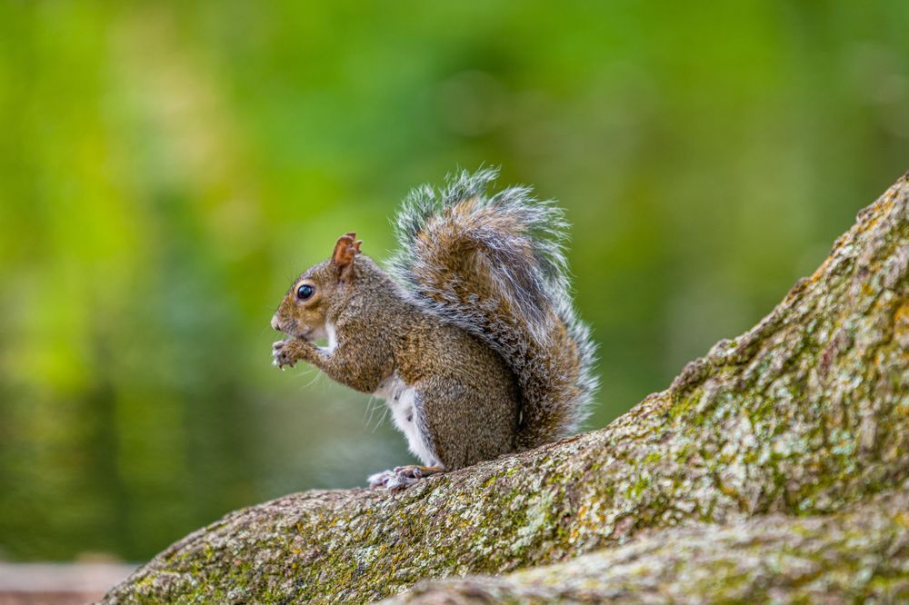 Acting Kinda Squirrelly Photography Art | kramkranphoto