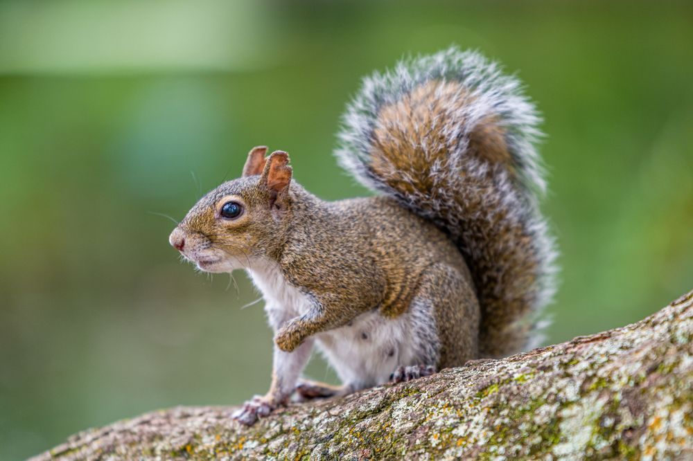 Squirrel Surprise Photography Art | kramkranphoto